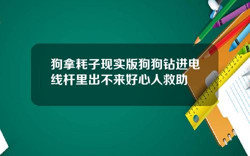 狗拿耗子现实版狗狗钻进电线杆里出不来好心人救助